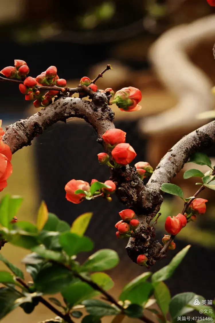 海棠春睡韵妖娆